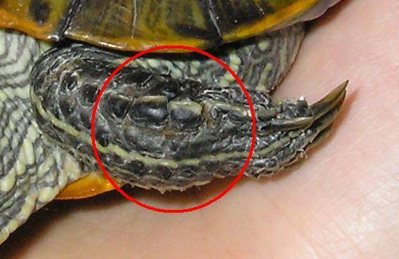 Почему домашние черепахи кусаются