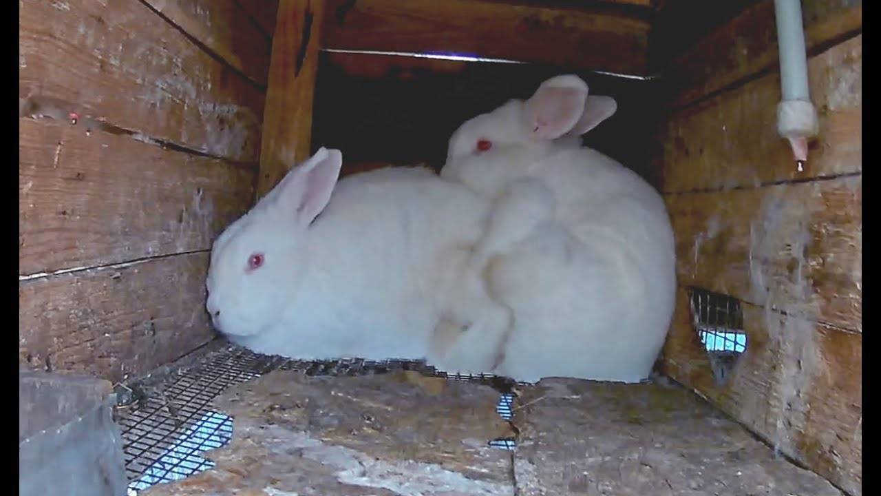 В каком возрасте можно случать кроликов в первый раз, во сколько месяцев, спаривание зимой
