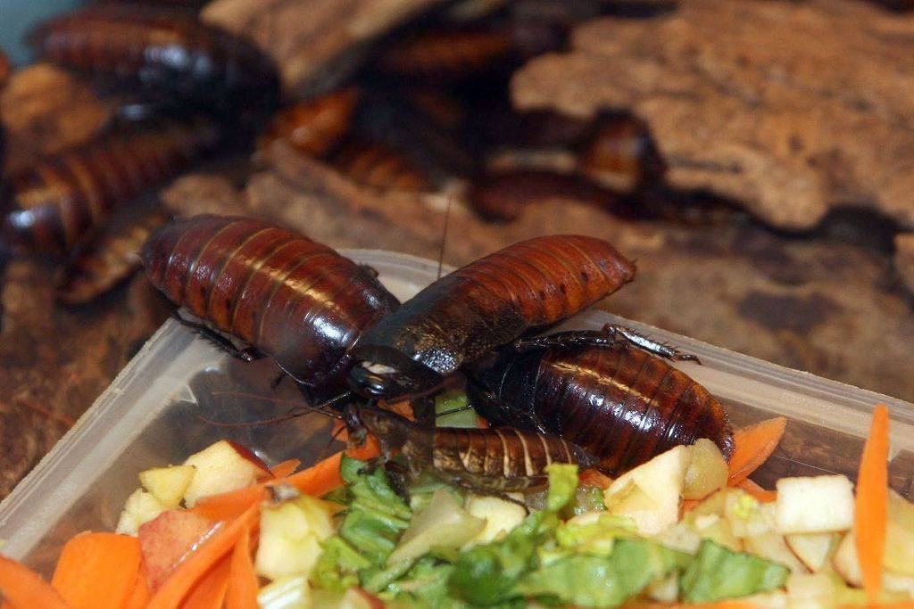 Мадагаскарский (африканский) таракан: чем кормить, как разводить