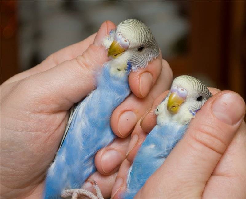 Как узнать возраст волнистого попугая: 8 способов
