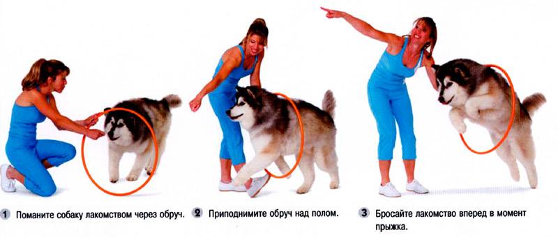Как отучить собаку грызть вещи, кусаться, прыгать на хозяина, копать, попрошайничать, царапать дверь