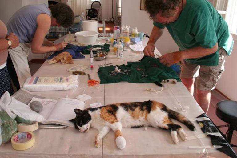 В подмосковье впервые проходит масштабная бесплатная стерилизация безнадзорных кошек