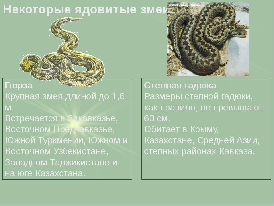 Гюрза змея. образ жизни и среда обитания гюрзы | животный мир