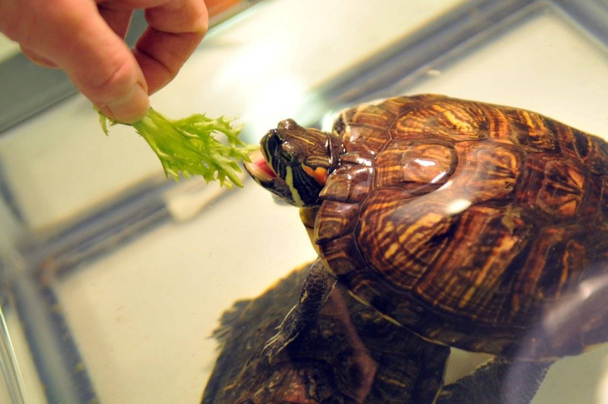 Почему сухопутная черепаха вялая и не ест - ответы и советы на твои