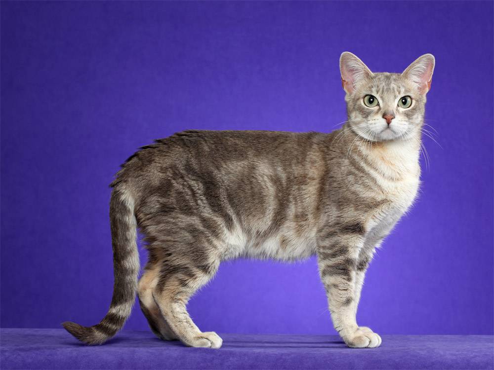 Топ 6 пород кошек с голубым или дымчатым окрасом шерсти — список, характеристика и фото