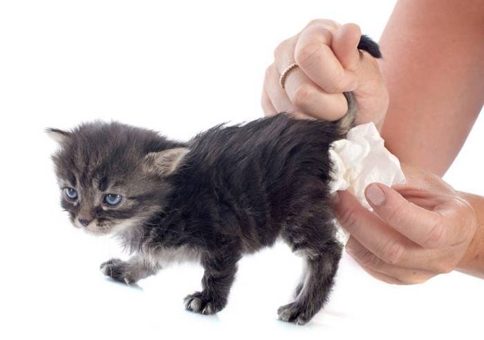 Почему кошка дрожит: основные причины, лечение