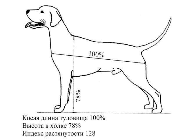 Холка у собаки: где ее найти и как правильно измерить рост питомца в холке?