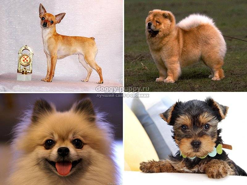 Карликовые собаки. особенности, описание, уход и породы карликовых собак | животный мир