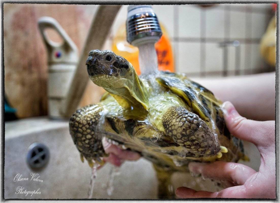 Как мыть красноухою черепаху
