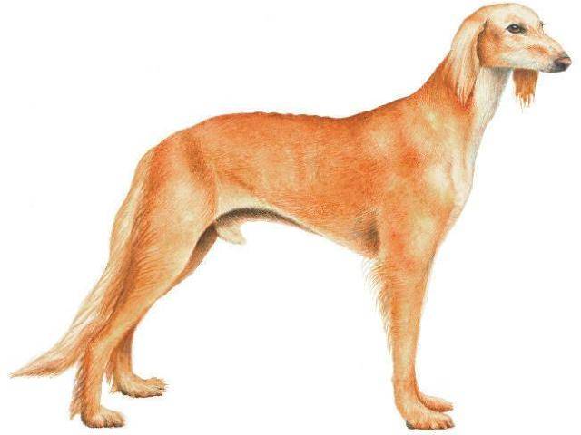 Порода собак салюки и ее характеристики с фото
