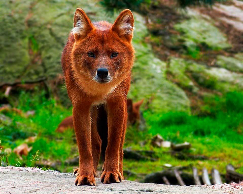 Волк красный (cuon alpinus): фото, виды, интересные факты
