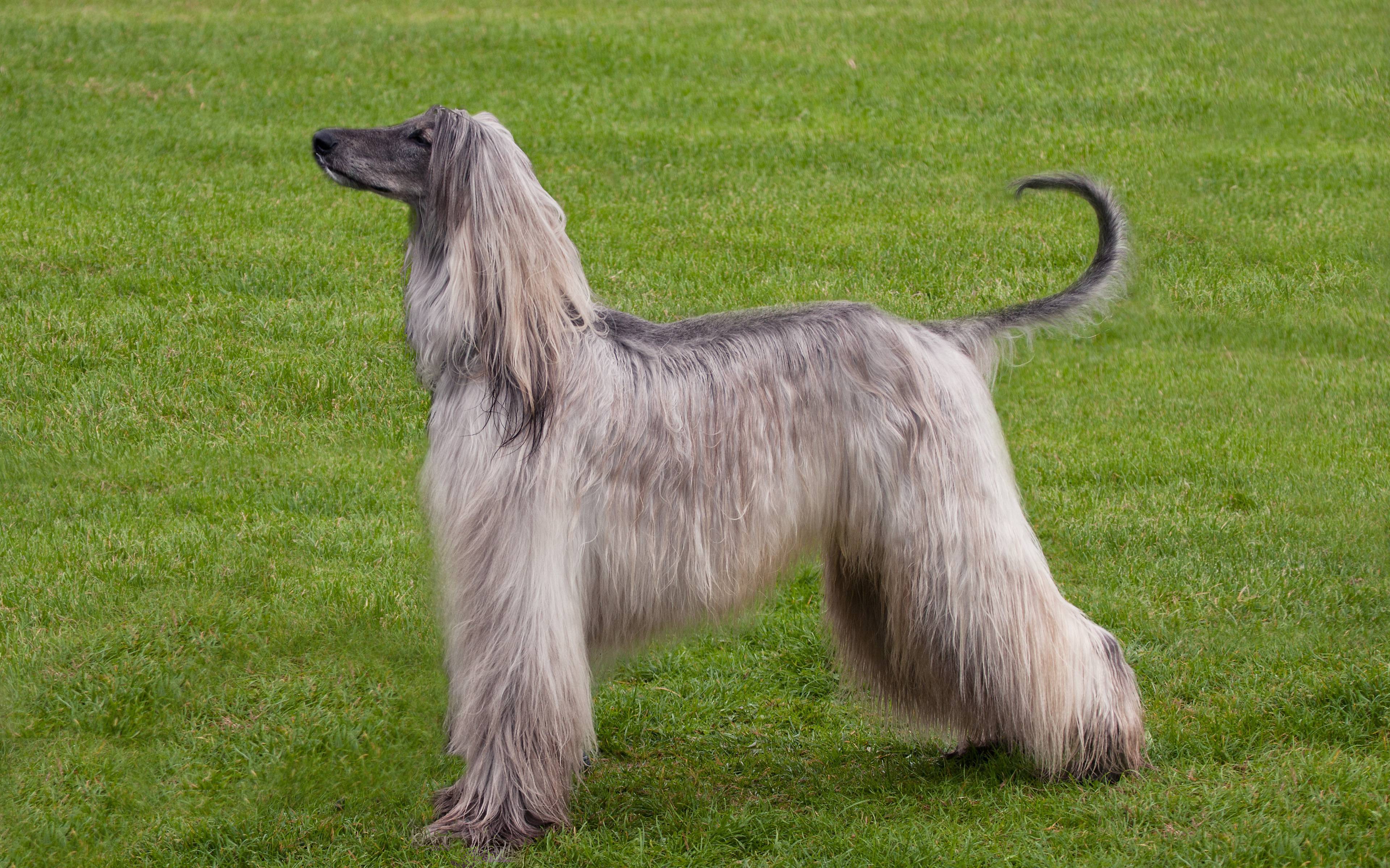 Список больших длинношерстных собак: обзор пород с вытянутой мордой