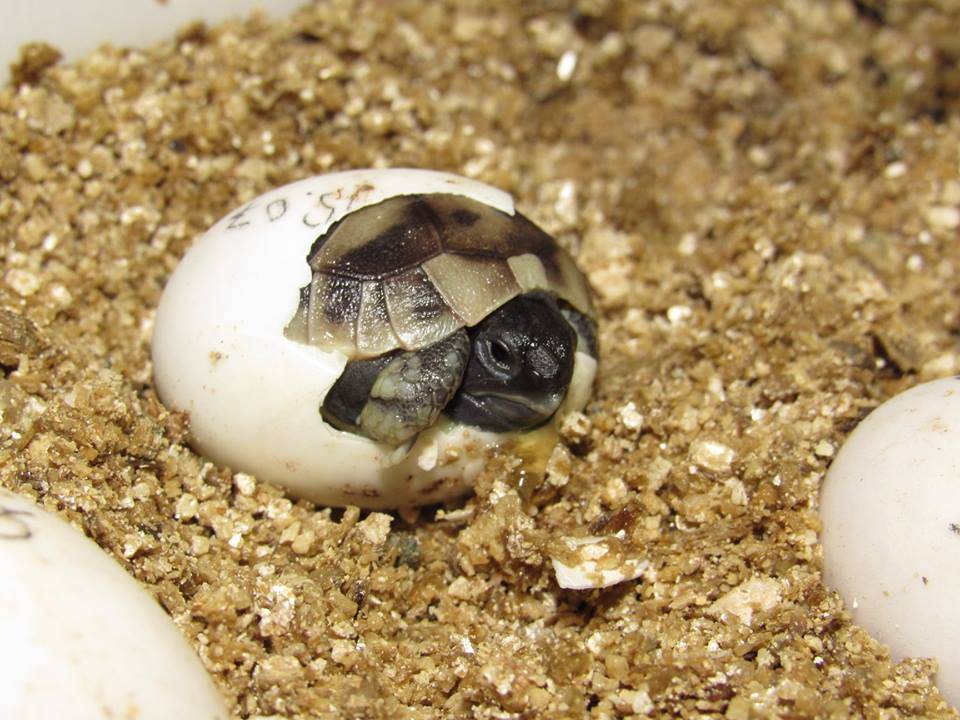 Что делают юные черепахи в первые часы жизни