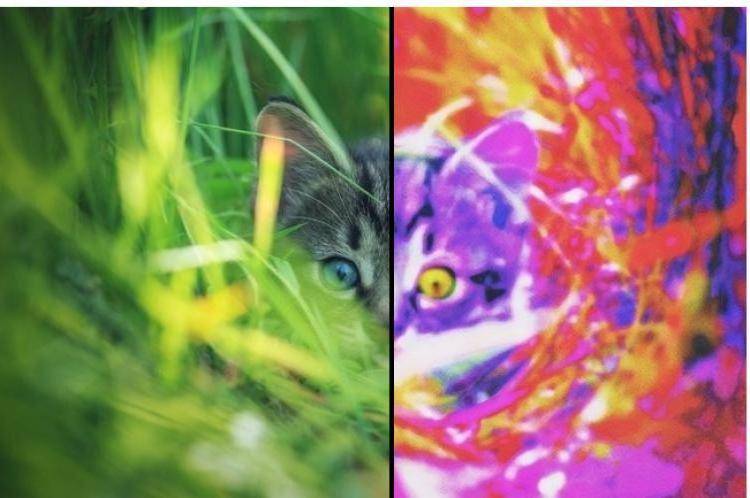 Как видят кошки людей - какие цвета они различают