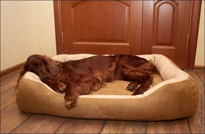 Как не подпускать собаку к мебели? как отучить собаку от мебели дивана кровати кресла? как отучить собаку спать и лежать на диване кровати мягкой мебели в отсутствие хозяев, дрессировка щенка и взросл