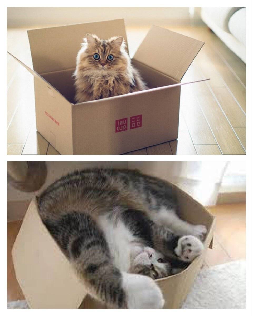 4 причины почему коты любят коробки