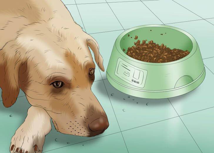 Почему собаку рвет после еды непереваренной пищей и что делать?