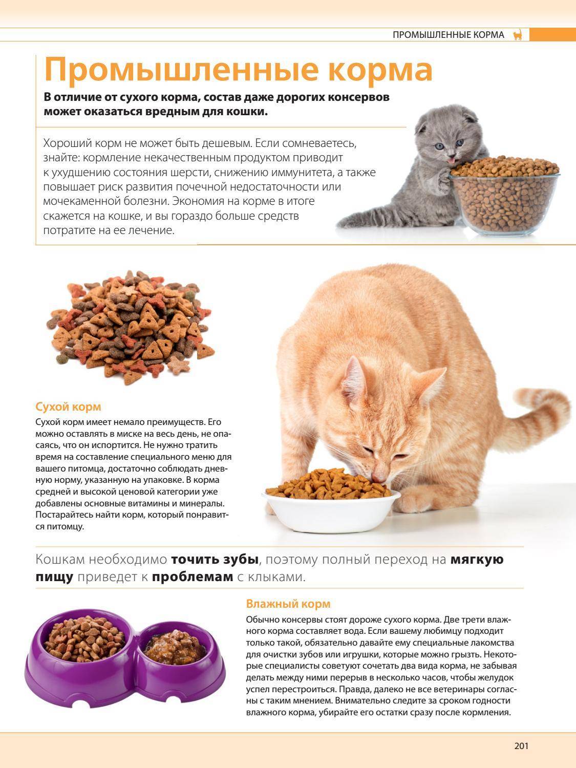 Чем кормить котенка в 2 месяца в домашних условиях