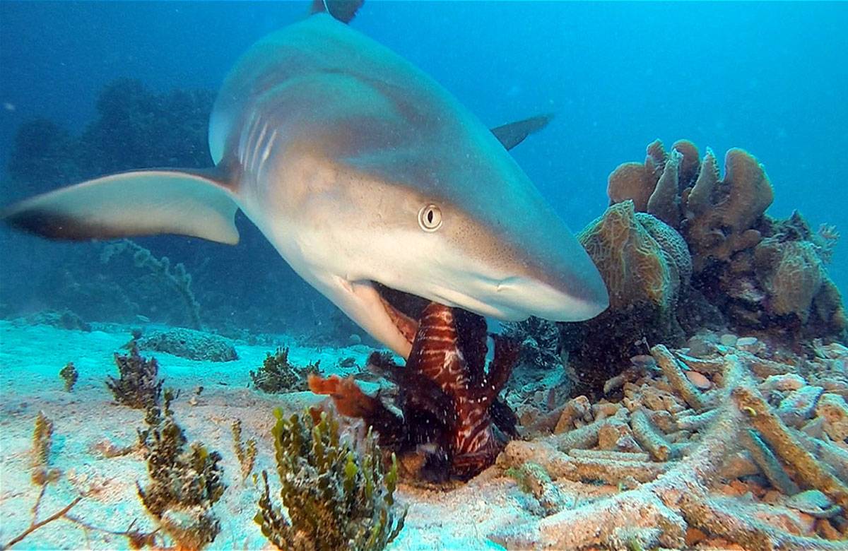 Какие акулы водятся в атлантическом океане. акулы — грозные хищники морей и океанов. акула-людоед или большая белая акула.