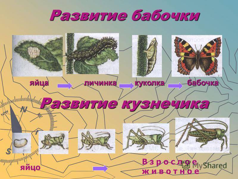 Описание бабочки: стадии развития, внешний вид и питание
