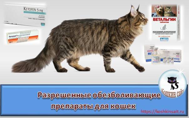 Обезболивающее для кошек: какой препарат можно дать коту в домашних условиях?