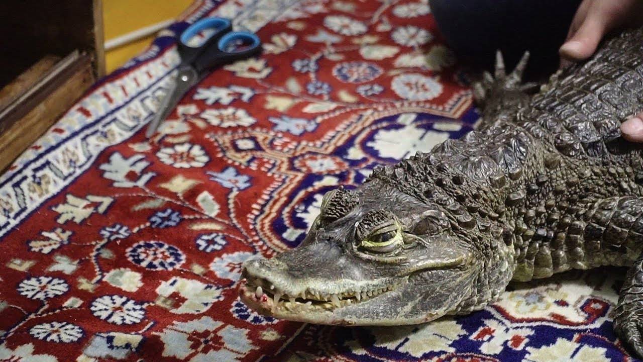 Крокодил в домашних условиях