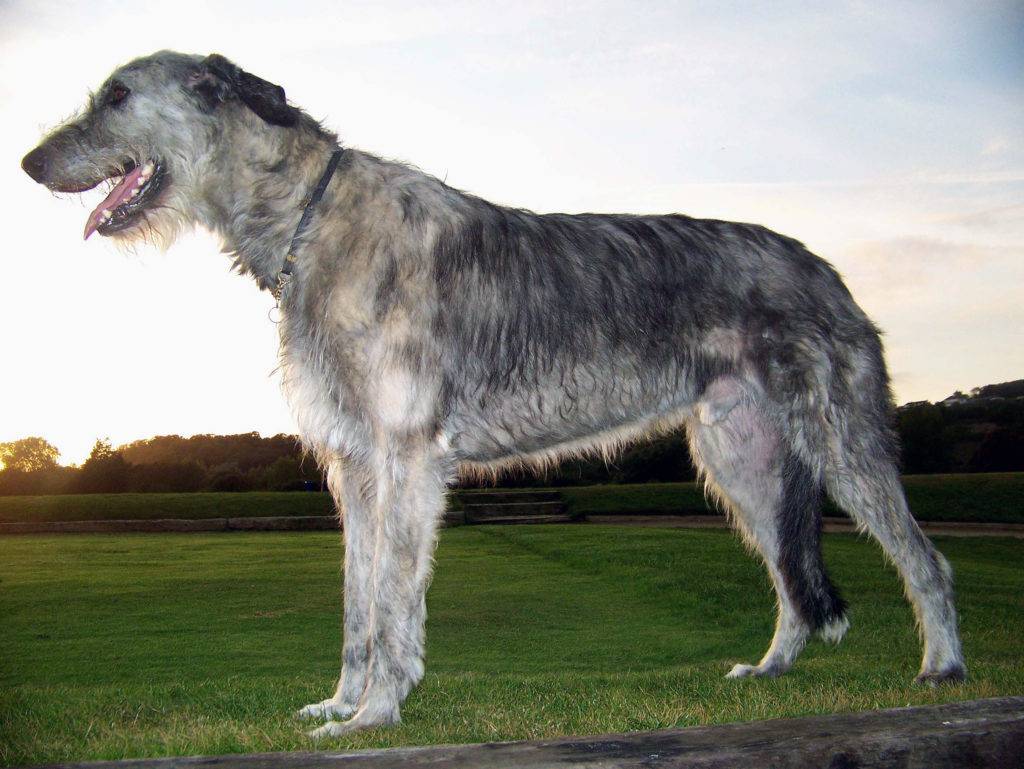 Самые крупные собаки в мире: топ-10 пород