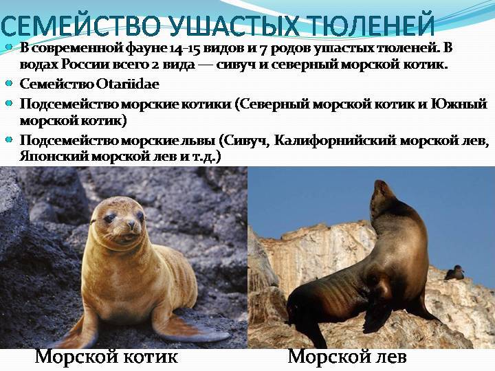 Северный морской котик: особенности тюленя