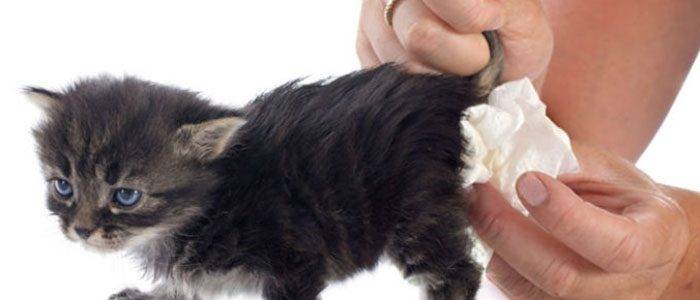 10 причин почему у кошки кровь из заднего прохода - лечение
