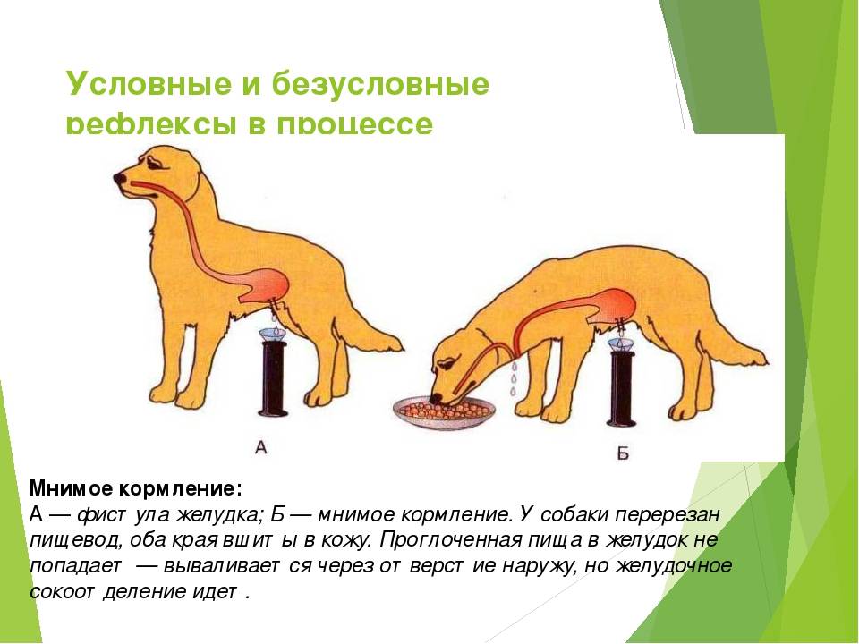 ᐉ собака павлова: что это такое, суть экспериментов и опытов, теория обусловливания - kcc-zoo.ru