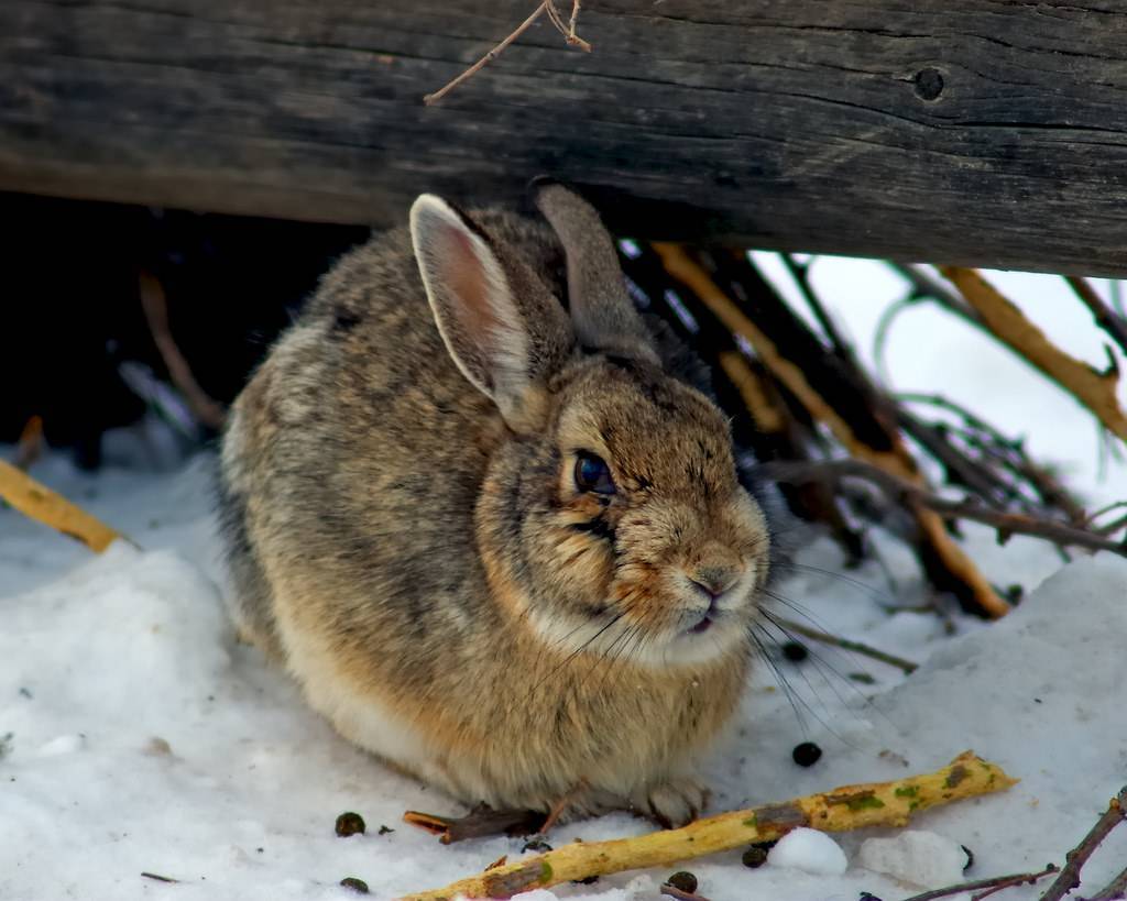 Кто такой дикий кролик: особенности жизни и основные виды в природе