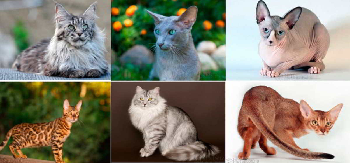 Нежные и добрые друзья: 16 самых ласковых пород кошек