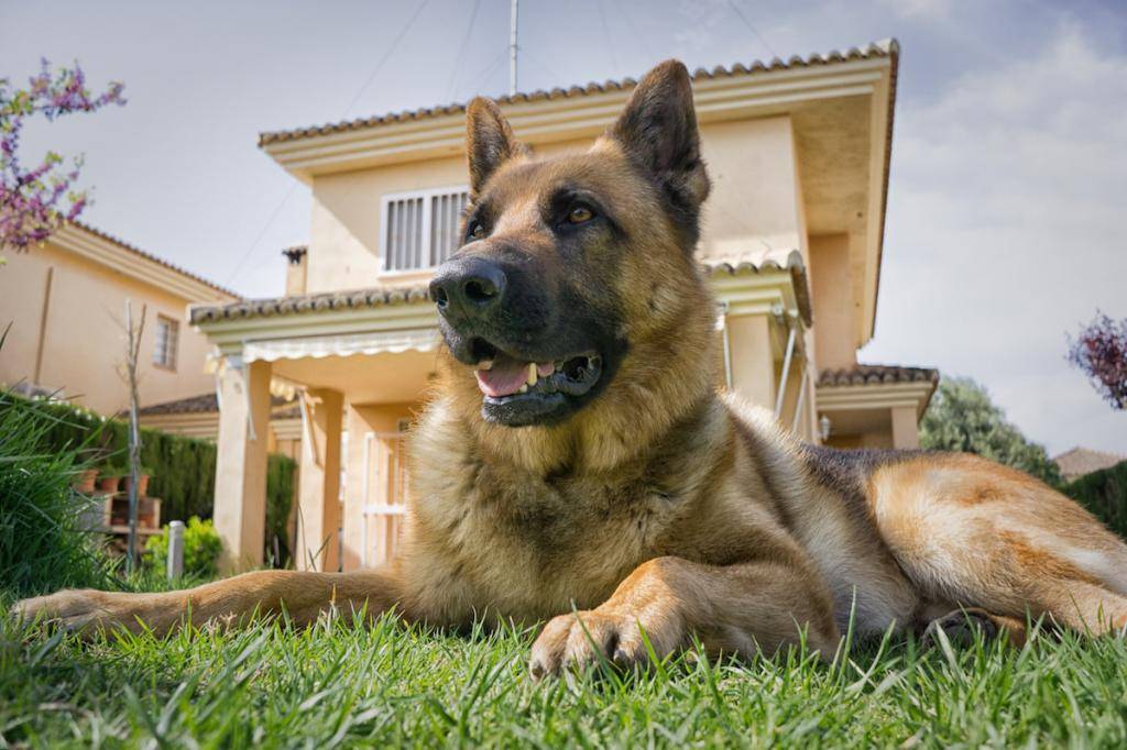 Сторожевые породы собак: средних размеров, небольшие, маленькие и большие псы для охраны частного дома. названия и описание самых лучших породистых охранных