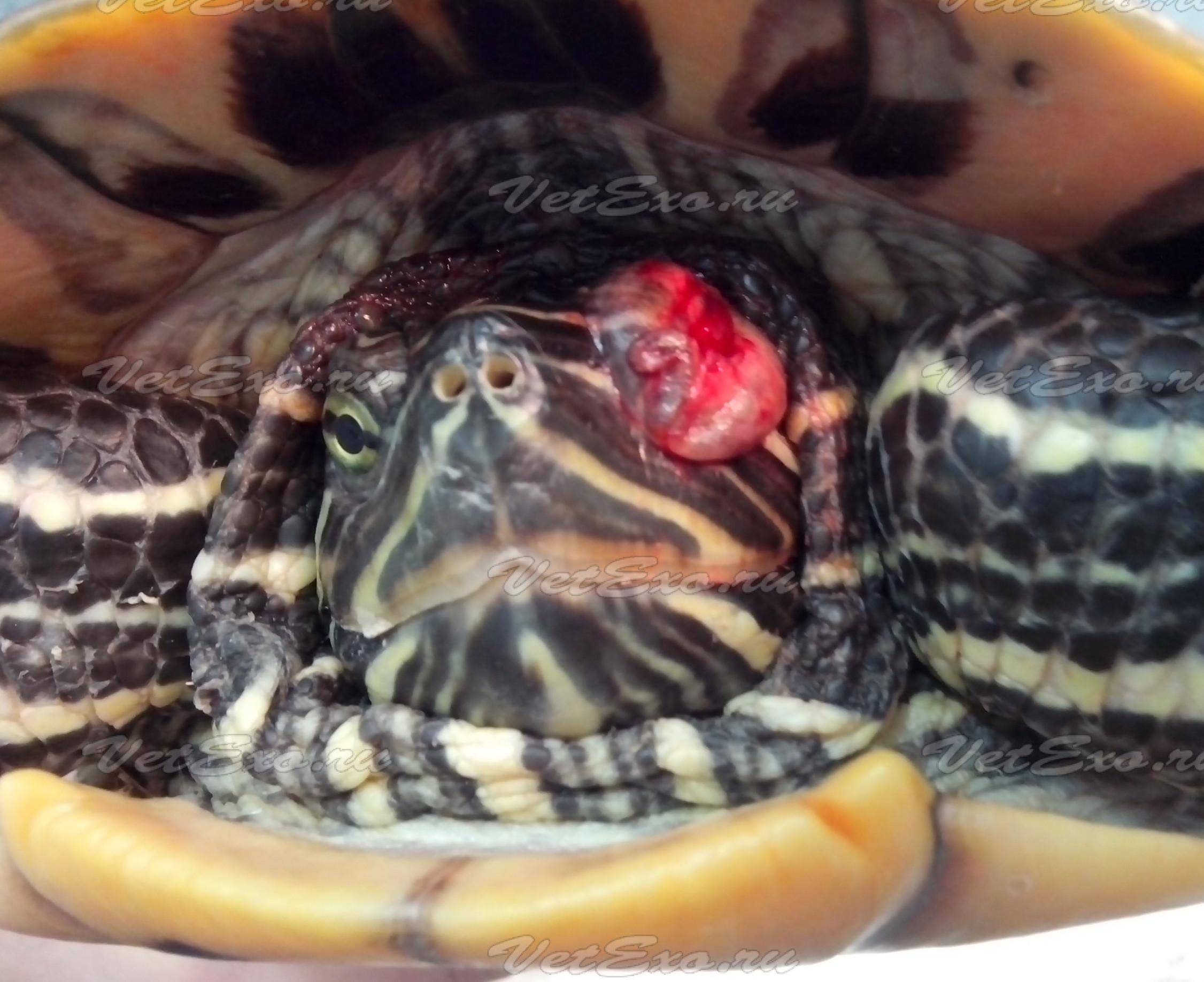 Почему красноухая черепаха не ест, вялая и спит и что с этим делать