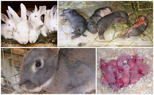 Почему крольчиха съедает своих крольчат: способы предотвратить это