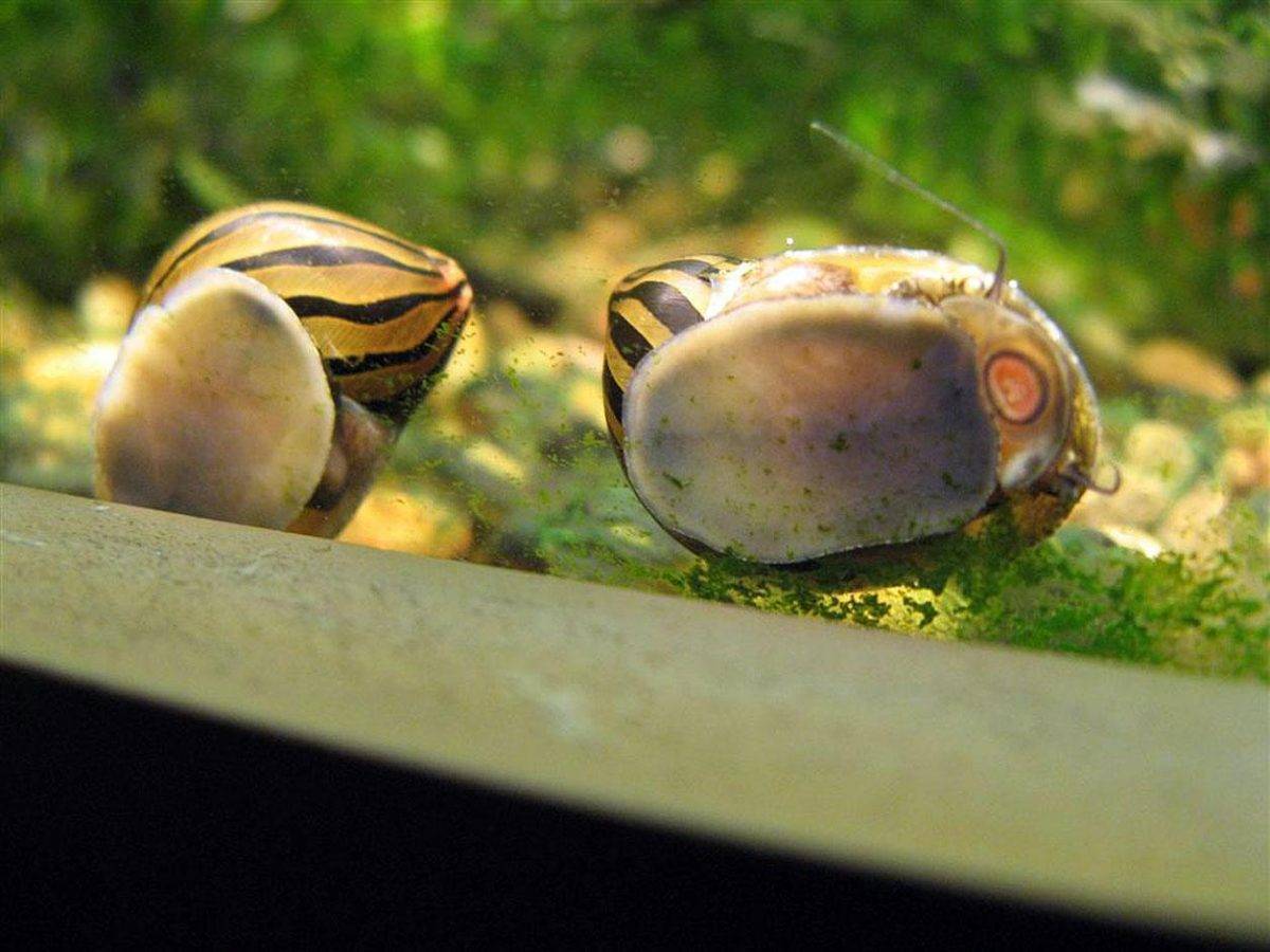 Неретина: содержание размножение,описание,фото,совместимость | аквариумные рыбки