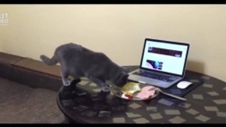 Как отучить кошку залезать на стол