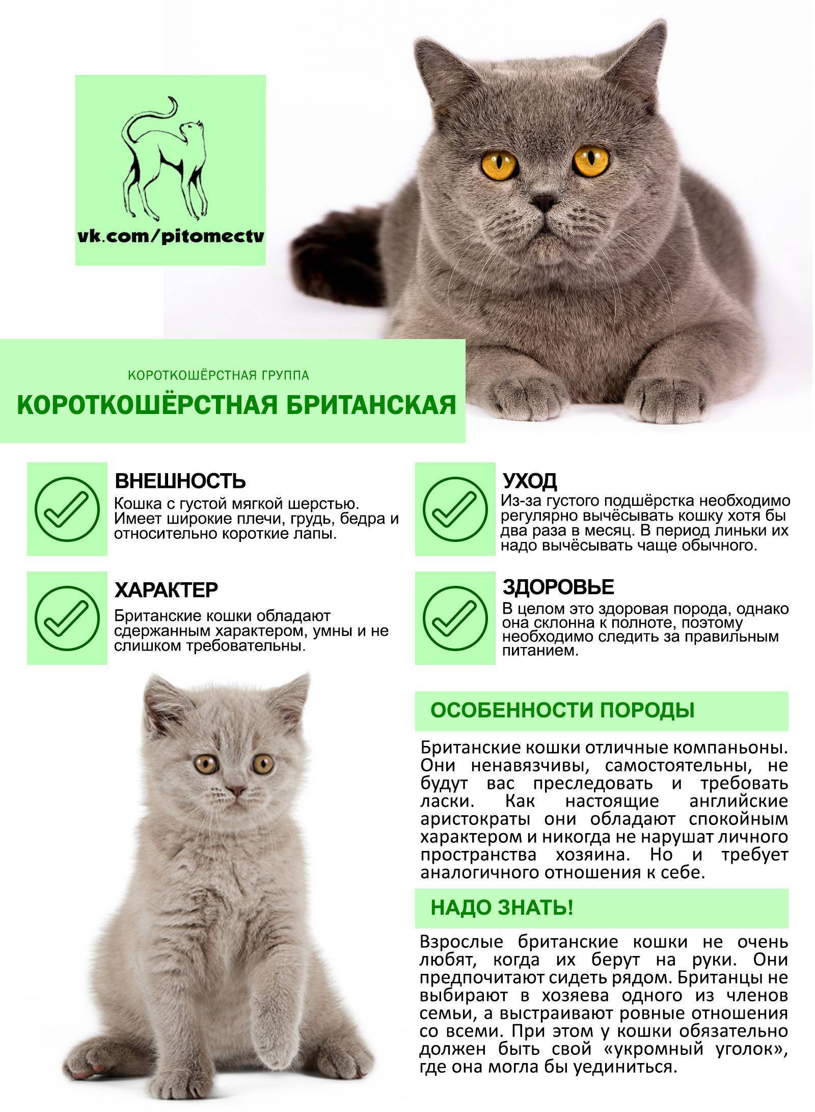 Шотландские вислоухие кошки: правила кормления в домашних условиях