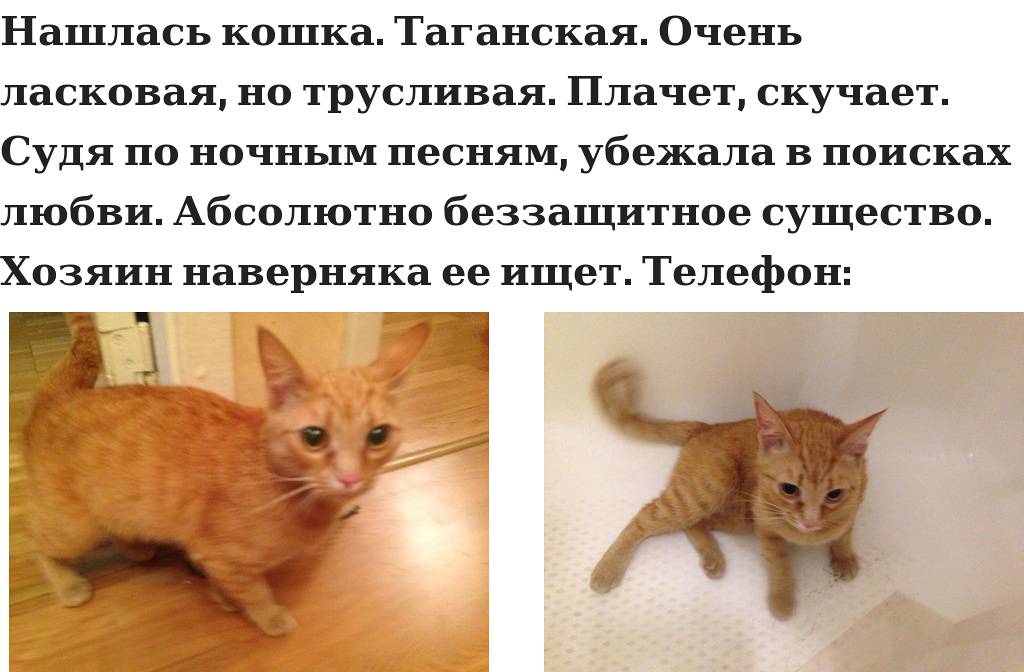 Как оставить кошку одну дома на неделю