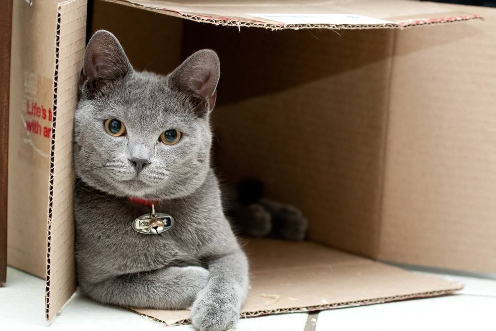Почему кошки любят сидеть и спать в коробках? ответ на сайте petstory