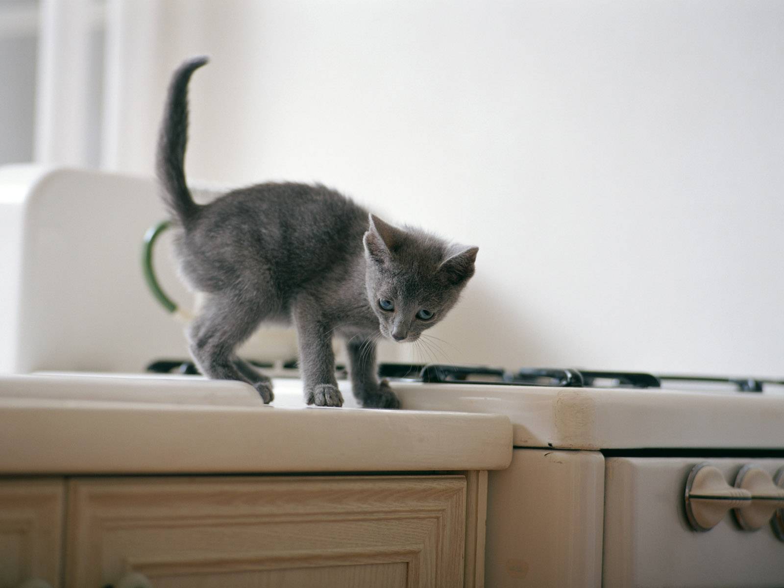 Как отучить котёнка прыгать и лазить по столам — видео, как отучить кота ходить по столу или сидеть на столе, как скотчем отучить кошку воровать еду со стола