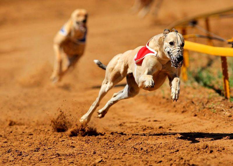 Самые сильные собаки в мире - топ 38 мощных пород (+ фото)