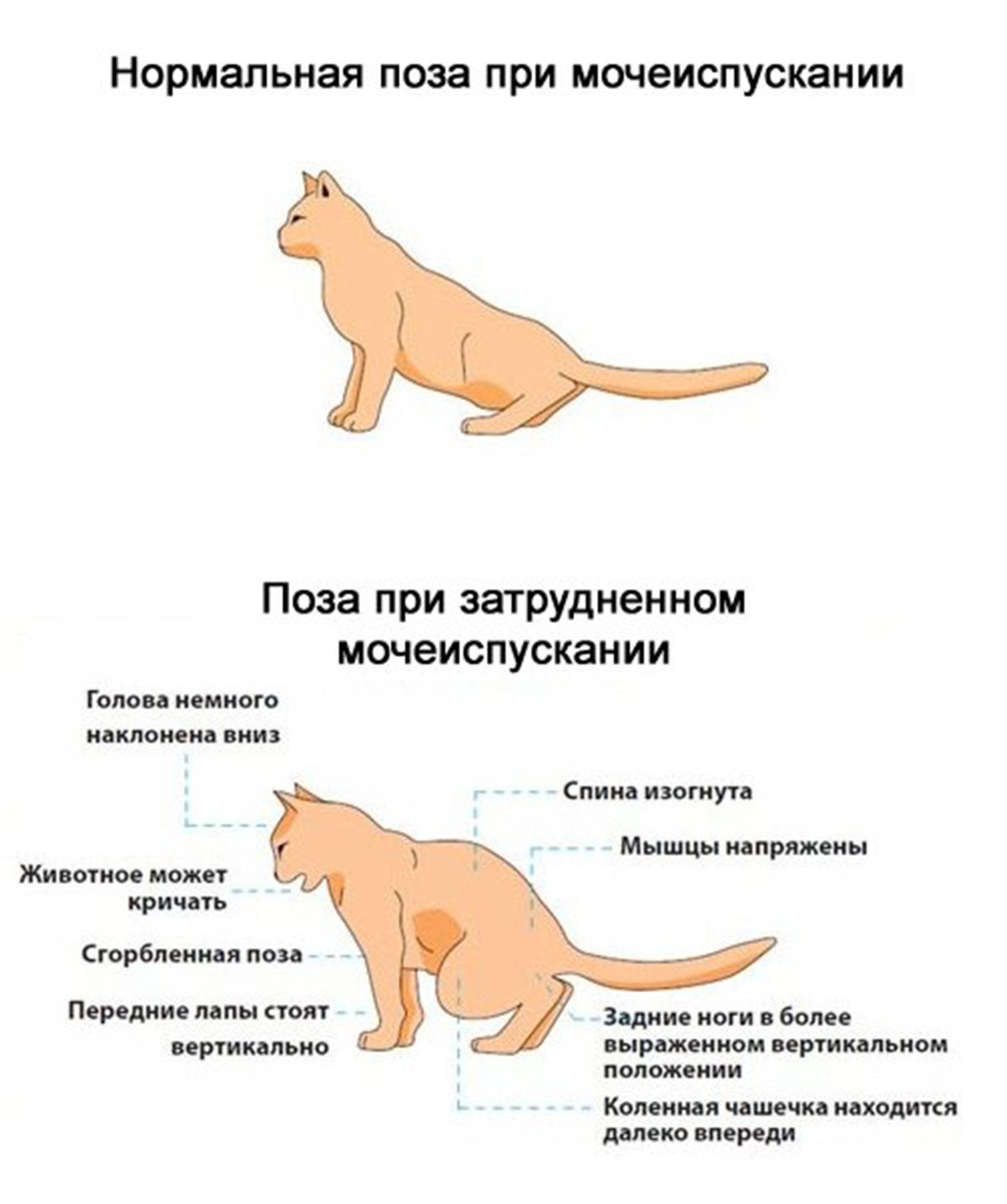 Как понять что кошка беременна: признаки и поведение питомицы