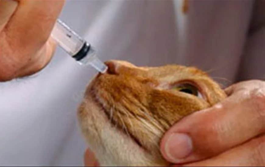 Способы лечения соплей у котят, а также насморка у взрослых котов и кошек
