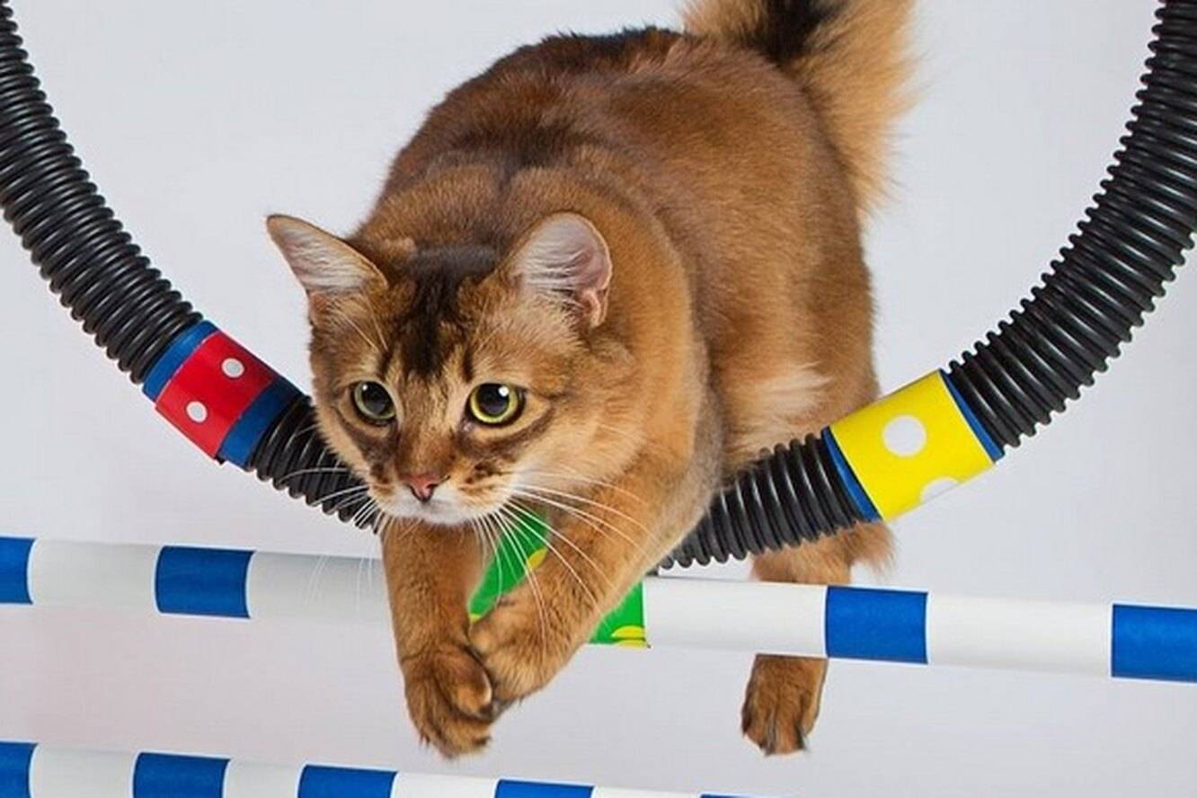 Учим кошку выполнять 8 команд: маленькие секреты и хитрости