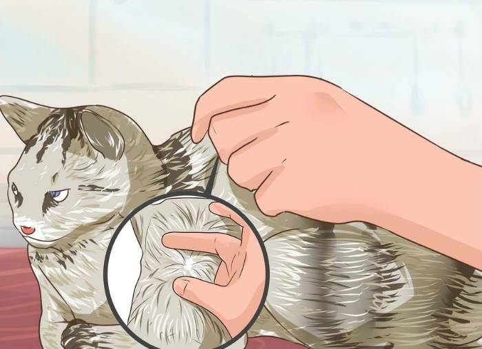 Как узнать, обезвожена ли кошка: 12 шагов