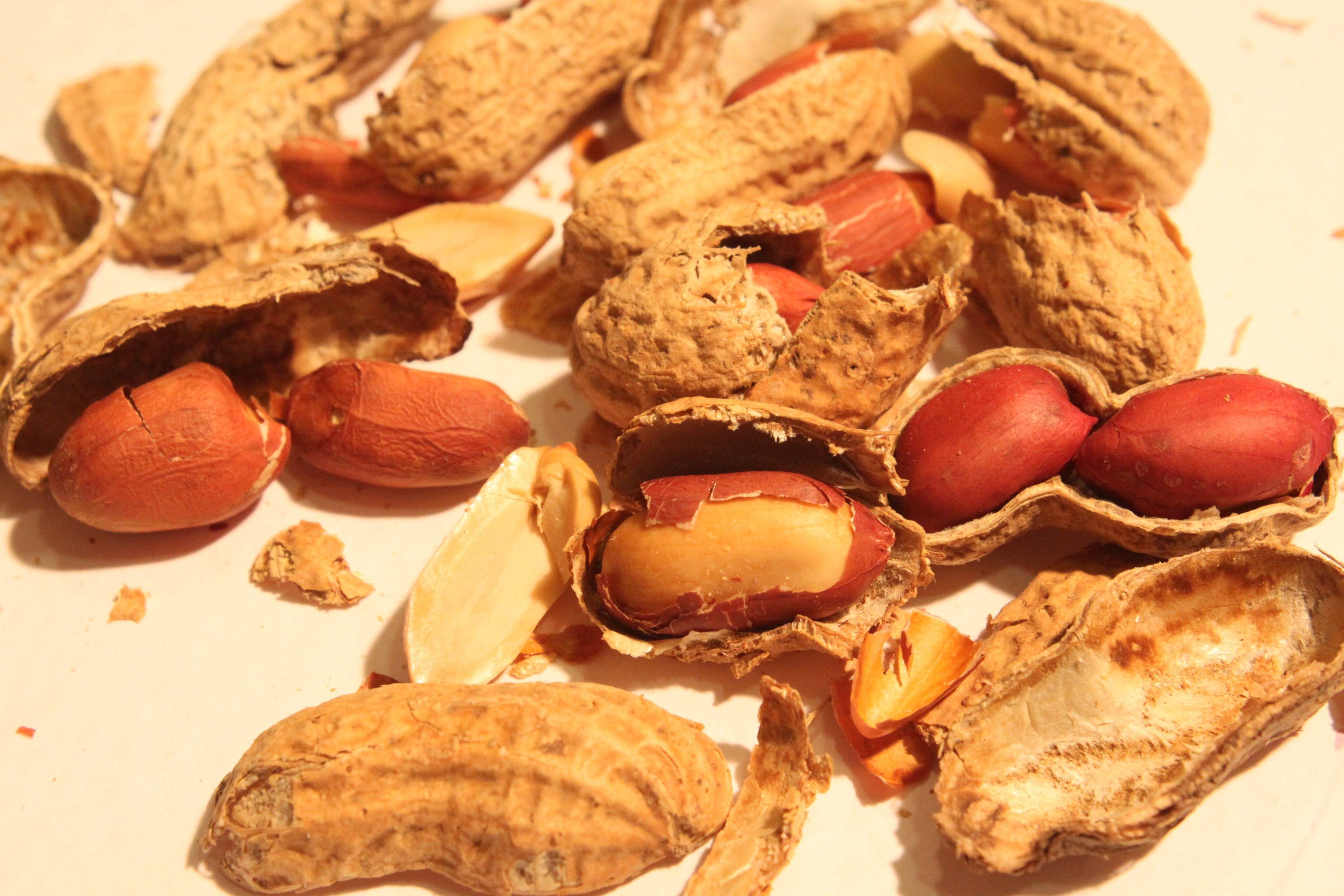 Можно ли собакам орехи: грецкие, макадамия, кешью, арахис