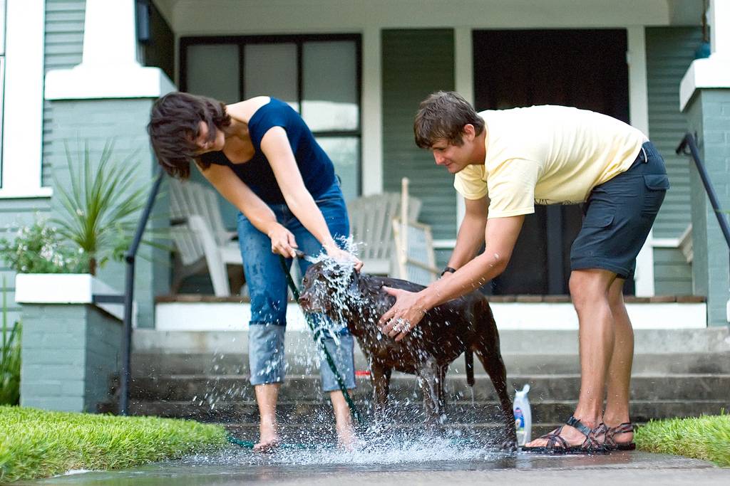 Всё о купании собаки: частота, процесс, моющие средства