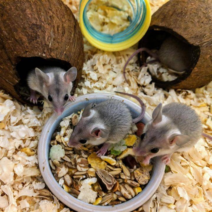 Иглистая мышь - мышиные | некоммерческий учебно-познавательный интернет-портал зоогалактика