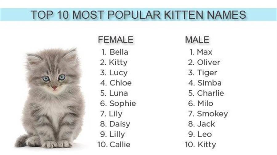 Имена и клички для кошек и котят девочек мейн-кун.